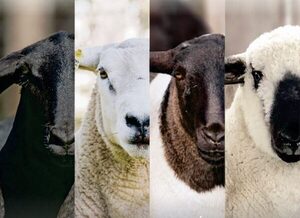 Manual de buenas prácticas de manejo ovino será presentado en Innovar: “El rubro ovino no para de crecer”