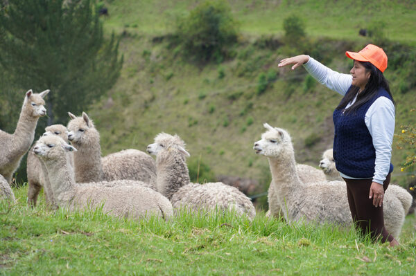 Las alpacas regresan a repoblar la frontera andina de Colombia y Ecuador - MarketData