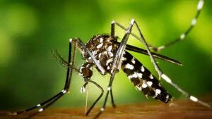 A puertas de Semana Santa, aumentan afectados por chikungunya en el interior
