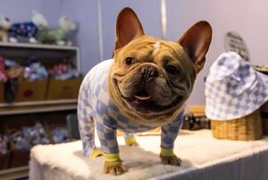 El bulldog francés destrona al labrador como el perro más popular de EEUU - Mascotas - ABC Color