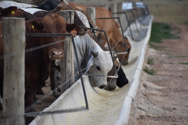 Precio del maíz es rentable para el agricultor pero no para el confinador, afirmó analista