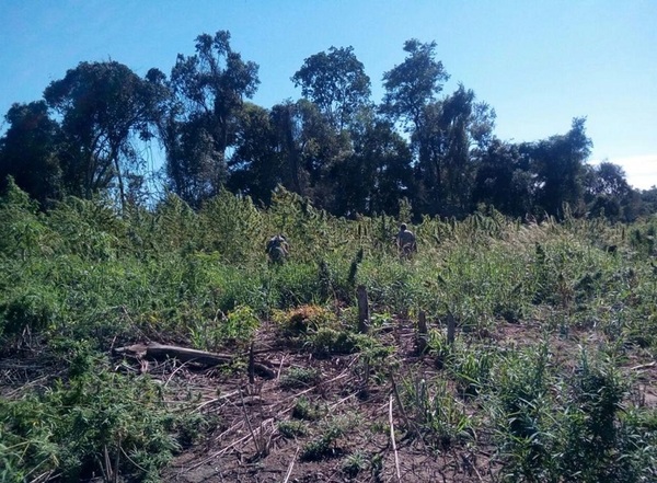 Eliminan 6,5 toneladas de marihuana en campamentos narcos