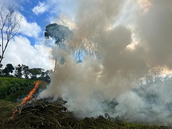 Senad destruyó más de 6 toneladas de marihuana en un inmueble rural - Radio Imperio