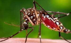 No se registra reinfección por chikungunya ni nuevas variantes