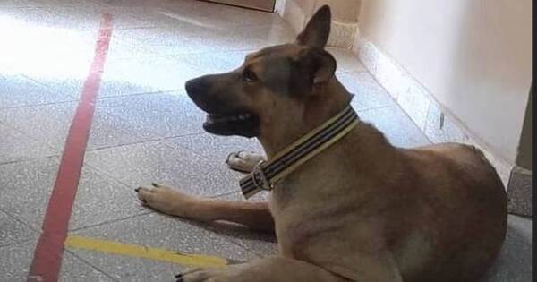 La Nación / La perra que sigue esperando a su amo fallecido en la UTI
