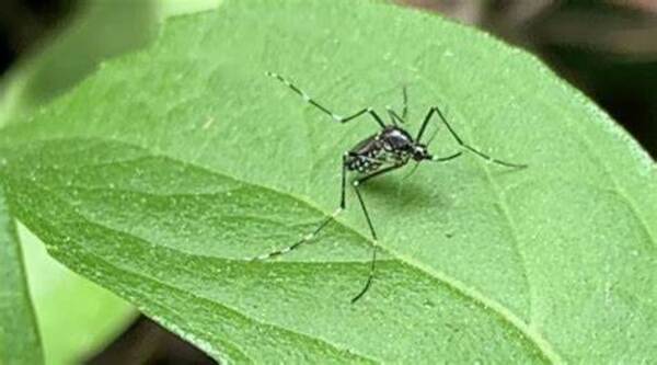Diario HOY | Los ciclos de vida del mosquito maldito y por qué la fumigación no soluciona el problema