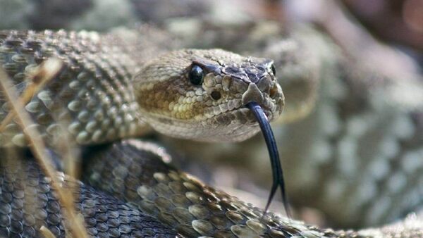 Serpientes: Cómo reaccionar y prevenir su aparición