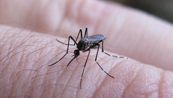 No se registra reinfección por chikungunya ni nuevas variantes del virus - El Independiente