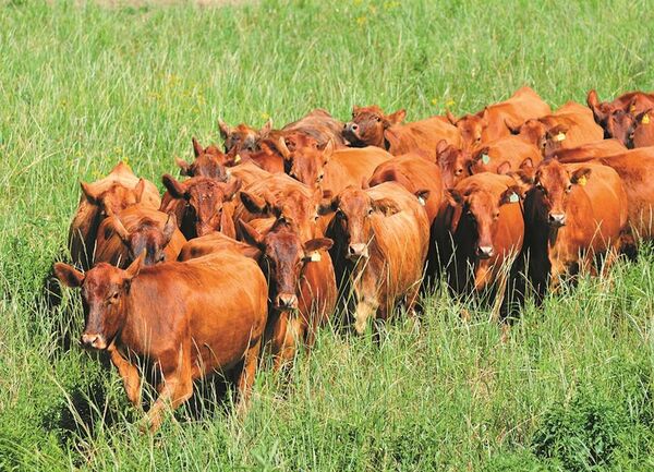 Prevén apoyo para el sector agroganadero