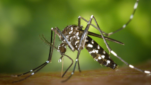 Paraguayos investigan efectos antivirales de plantas frente al dengue y herpes