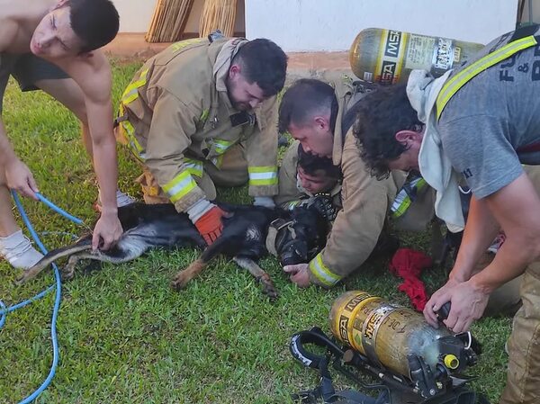 Video: salvan a un perro tras incendio en Fernando de la Mora - Nacionales - ABC Color