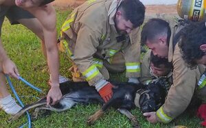 ¡Bomberos rescatan a perro de un incendio!