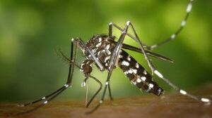 Buscan fármacos contra dengue y herpes en extractos vegetales