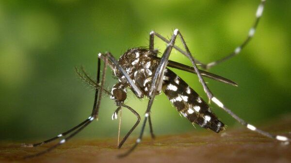 Buscan fármacos contra dengue y herpes en extractos vegetales