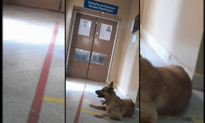 “Esperancita”, la perrita que sigue esperando en el Hospital de Coronel Oviedo a su dueño fallecido en UTI - OviedoPress
