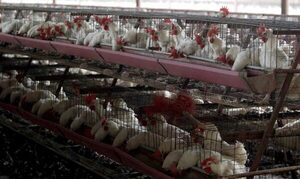 Más de 100 casos sospechosos de gripe aviar ya fueron descartados | 1000 Noticias