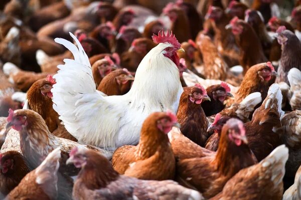 Gripe aviar: preocupa impacto alimentario y económico de posible ingreso de enfermedad - Economía - ABC Color