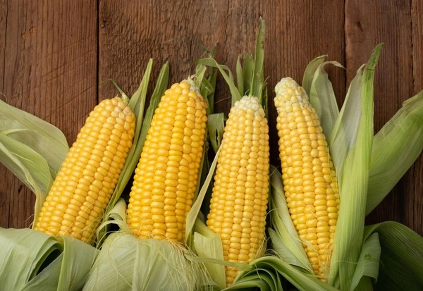 Supercosecha de maíz permitió diversificar los mercados | Agronegocios | 5Días