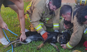 Bomberos rescatan a un perro de un incendio - OviedoPress