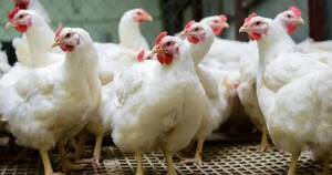 La Nación / Casos sospechosos de gripe aviar subieron a 117, pero ninguno fue positivo