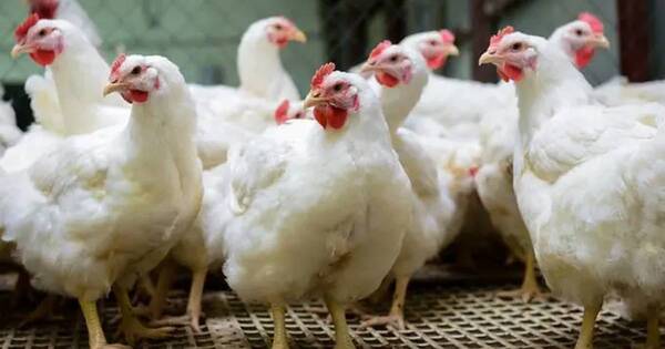 La Nación / Casos sospechosos de gripe aviar subieron a 117, pero ninguno fue positivo