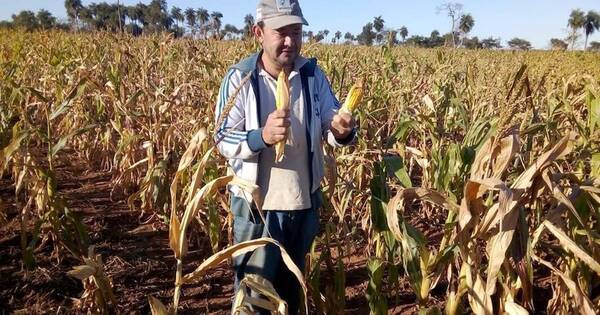 La Nación / Economía se debe diversificar para no depender del clima