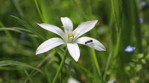 Siete plantas que ayudan a ahuyentar a los insectos
