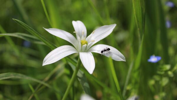 Siete plantas que ayudan a ahuyentar a los insectos