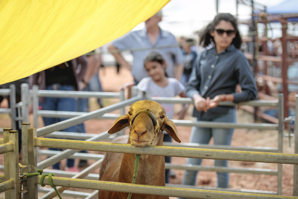 Feria Innovar: La vanguardia en leche, carne vacuna y producción ovina - La Clave