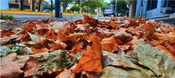 ¡Ya llegó el otoño!… pero va a empezar a trabajar recién el mes que viene ndajeko