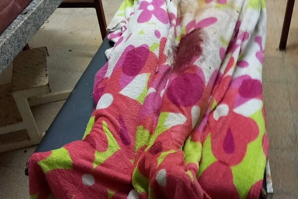 Asesinan a joven en circunstancia desconocida en colonia Toryvete – Diario TNPRESS