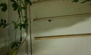 Balean vivienda en Franco