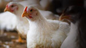 Industria local preocupada por el avance de los casos de influenza aviar | Locales | 5Días