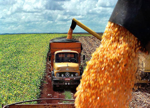 Paraguay muestra una exportación récord de maíz
