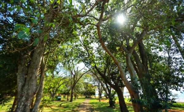 Con reforestación, conmemoran Día Internacional de los Bosques