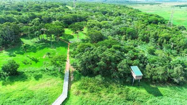 Itaipu conmemora el Día Internacional de los Bosques con acciones de reforestación y conservación - .::Agencia IP::.