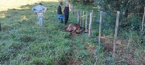 Ybycuí: ocho animales vacunos amanecieron muertos ante posible ataque de carbunclo - Nacionales - ABC Color