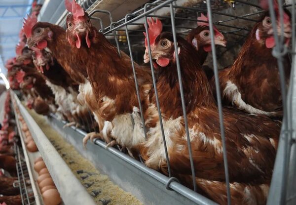 Estiman que precios de los huevos descenderían nuevamente tras semana santa - Economía - ABC Color