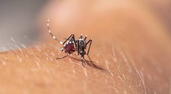 Diario HOY | Detectan encefalitis en pacientes con chikunguña
