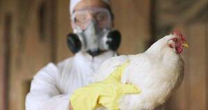 La Nación / Emiten recomendaciones para el manejo de casos sospechosos de gripe aviar