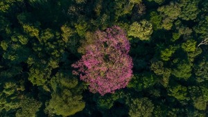 Diario HOY | Día Internacional de los bosques: suman 60.000 nuevos árboles al país