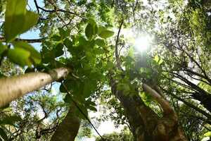 ITAIPU conmemora el día internacional de los bosques con acciones de reforestación y conservación