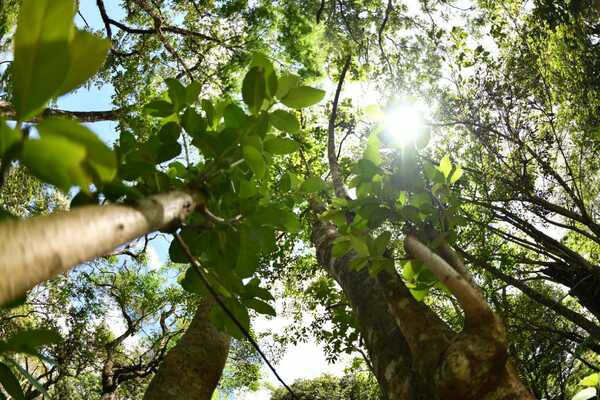 Conmemoran el día internacional de los bosques con acciones de reforestación y conservación