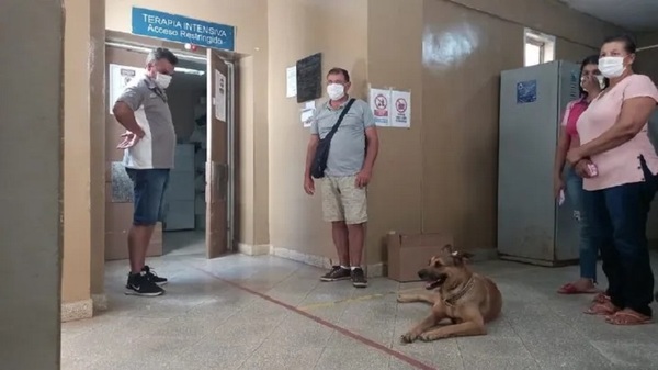 Perrita aguarda hace dos años en el hospital a su dueño fallecido - Noticias Paraguay