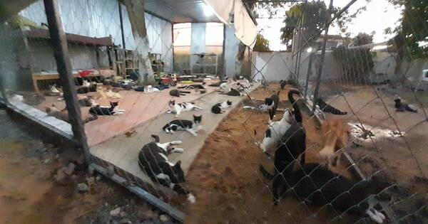 La Nación / Grupo de animaleros pide colaboración para seguir ayudando a refugios de perros y gatos