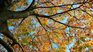 El otoño llegó pero el calor se resiste a irse