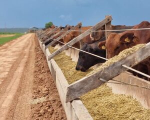 Cotización del ganado gordo de exportación continúa con tendencia alcista
