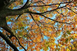 El otoño llegó pero el calor se resiste a irse