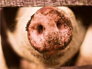 Científico paraguayo explica cómo logró producir carne cultivada de cerdo · Radio Monumental 1080 AM