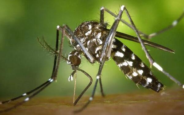 ¿Cómo afecta la chikungunya en pacientes diabéticos? – Prensa 5